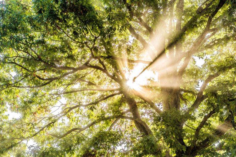 Rural Health Transformation Program: How to Build Audit Readiness from Day One